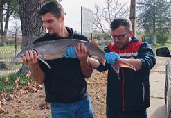 Meriç Nehri'nde yakalanan mersin balığı koruma altına alındı