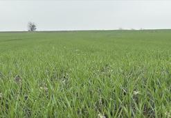 Çiftçilerin buğday ekim mesaisi sürüyor