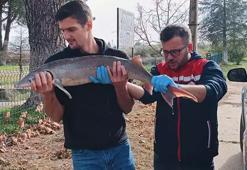 Meriç Nehri'nde yakalanan mersin balığı koruma altına alındı