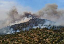 Aydın'da ziraat alanında çıkan yangın ormana sıçradı