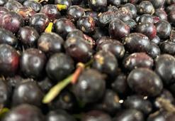 Hasat başladı: Yoğun talep görüyor! Litresi 1.000 TL