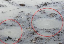 Sapanca'dan sonra şimdi de Efteni Gölü'nde esrarengiz olay! ‘Merak ve şaşkınlık içerisindeyiz’