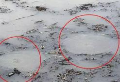 Sapanca'dan sonra şimdi de Efteni Gölü'nde esrarengiz olay! ‘Merak ve şaşkınlık içerisindeyiz’