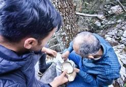 Sonbaharın gelişiyle ormana akın ettiler: 'Bunu görünce insan kendini kaybediyor'