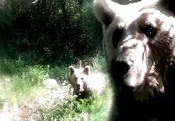 Ormanda şoke eden an! Yavrularıyla gezen ayı, fotokapana saldırdı