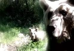 Ormanda şoke eden an! Yavrularıyla gezen ayı, fotokapana saldırdı