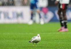 Beşiktaş maçında sahaya martı girdi! Süleyman Seba'nın sözü hatırlandı