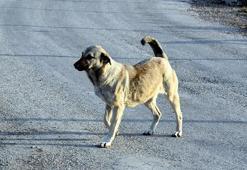 İstanbul Valiliği'nden flaş açıklama: Sokak köpeklerini beslemek yasaklandı