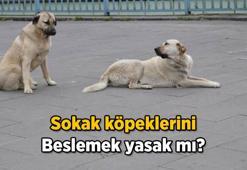 Sokak köpeklerini beslemek yasaklandı mı? İstanbul'da sokak köpeklerini beslemek neden yasaklandı?