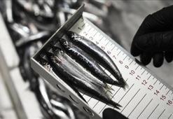 Ankara'da bu yıl 6 bin 161 su ürünleri denetimi yapıldı