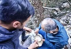 Mantar avcılarının ağaç tepelerinde tehlikeli avı