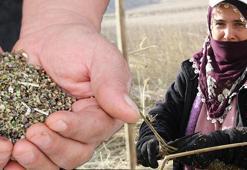 Deneme amaçlı ekildi, ilk hasat yapıldı: ‘Tuğla ve silah sanayisinde kullanıldığını öğrendik’
