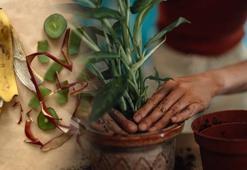 Muz kabuğuyla aloe verayı karıştırın! Evdeki çiçekleri coşturuyor: 30 saniyede hazır