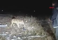 Arazide karşılaştığı kurdu eliyle besledi