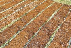 'Kuru üzüm, incir ve kayısıda rekolte uzun yıllar ortalamasının altında bekleniyor'