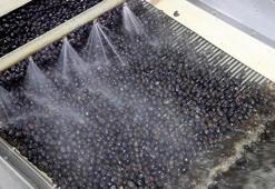 Türk zeytini 68 ülkeye ihraç ediliyor