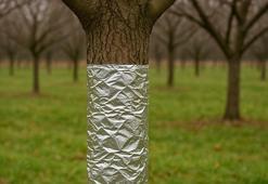 Ağaç gövdelerine alüminyum folyo sarın! Kışın verimi katlayan yöntem