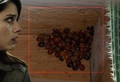 İstilacı uğur böceği paniği! Tüm evleri böyle sarmış: 'Yamyam gibi davranıyorlar'