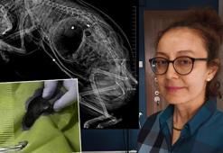 Gizli kamera görüntüleri vahşeti ortaya çıkardı: 7 yıldır sistematik olarak öldürüyor