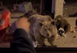 Tehlikeli anlar! Ayıya sucuk vermeye kalktı dehşeti yaşadı