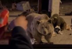 Tehlikeli anlar! Ayıya sucuk vermeye kalktı dehşeti yaşadı