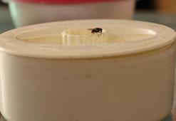 Evi küçük sinekleri mi sardı? Bir gecede hepsini çekiyor