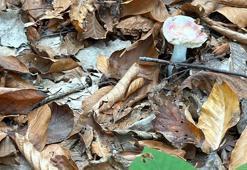 ‘Bu mantar yeniliyormuş’ derken zehirliyor! 6 saatten sonra başlayan şikayetlere dikkat