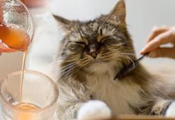 Evin her yerini kaplayan kedi tüylerinden kurtulun! Çamaşır makinesine yarım bardak yeterli