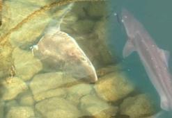 Kentte köpek balığı kabusu! ‘Kıyıya kadar gelmiş, 3 metrelik tuttuğum da oldu’