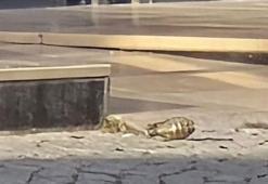 Esenyurt'ta otele el bombası atıldı