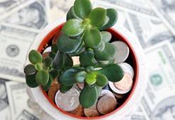 Japonların evinden eksik etmediği tek çiçek! Girişe koyun, enerjiyi değiştiriyor