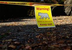 Dünyada bir ilk! Turizm işletmelerine 'ayı sigortası' geliyor