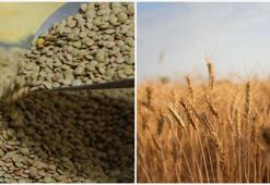 Yeşil mercimek ve yulaf ithalatında gümrük vergileri düşürüldü