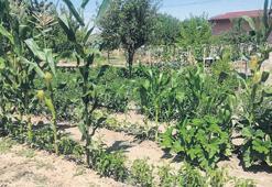 Efes’in tohumları filizleniyor