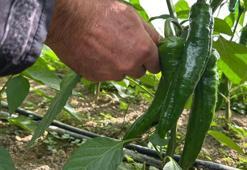 Türkiye'nin en acı biberinde hasat hazırlığı