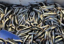 Palamut Gürcistan'a kaçınca tezgahlar hamsiyle doldu