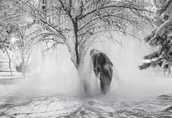 Mamut hem sergide hem dijitalde