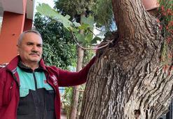 Budadığı dut ağacından çıktı: Allah’ın takdiri bu yapacak bir şey yok