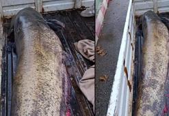 4 kişi yardım etti gören şoke oldu! ‘Böylesini hayatımda görmedim'