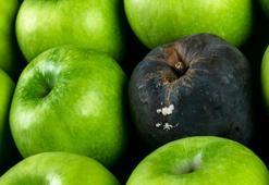 Çürük elmalar tarihe karışıyor, sıcakta ezilmiyor! Sandığınızdan daha basit