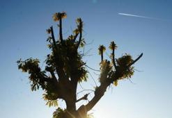 Köylüler gözlerine inanamadı! ‘15 yılda bir görülüyor, olağan dışı'