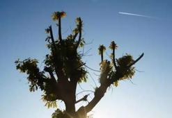 Köylüler gözlerine inanamadı! ‘15 yılda bir görülüyor, olağan dışı'