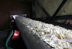 Muş ve Van'daki fabrikalarda 76 bin 10 ton şeker üretimi hedefleniyor