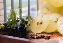 Tek bir üzüm tanesinden büyüyor! Kilitli buzdolabı poşetinden asmaya dönüşüyor