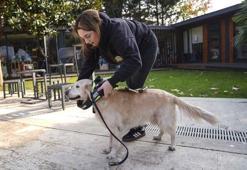 Bir köpeğin 2 yılda ‘Göz’ oluşunun hikâyesi: Türkiye’de sadece 11 rehber köpek görevde