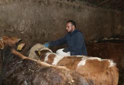 Ağrılı genç veteriner tekniker, hibe desteğiyle hayvancılık işini büyüttü