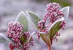 Çiçekleri kış ayazından koruyan yöntem! Saksı yalıtımı şart: Toprakla karıştırın