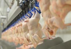 BESD-BİR, tavuk eti zehirlenmelerine karşı uyardı