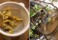 Muz kabuğu gübresi nasıl yapılır? Kuruyken dökmeyin, çiçek açtıran besin kaynağı