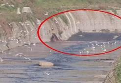 İstanbul’da korkutan görüntü! Sanayi bölgesindeki dere bir anda kırmızı aktı